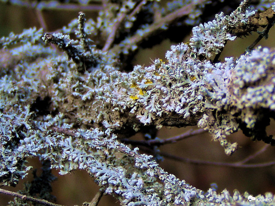 Élősködő zuzmók a fa ágán 