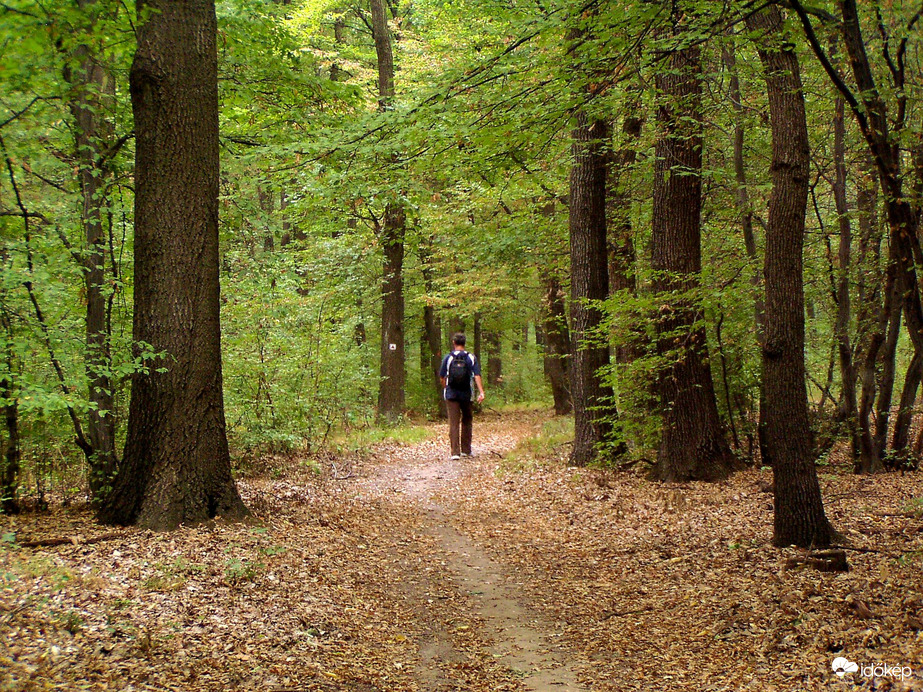 Erdei utakon 