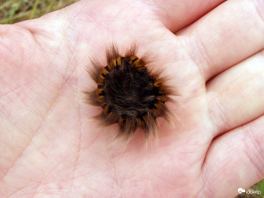 Ilyen egy szőrös csiga! :) 