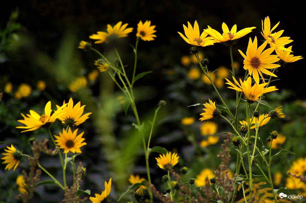 Sárga virágok (Csicsóka)