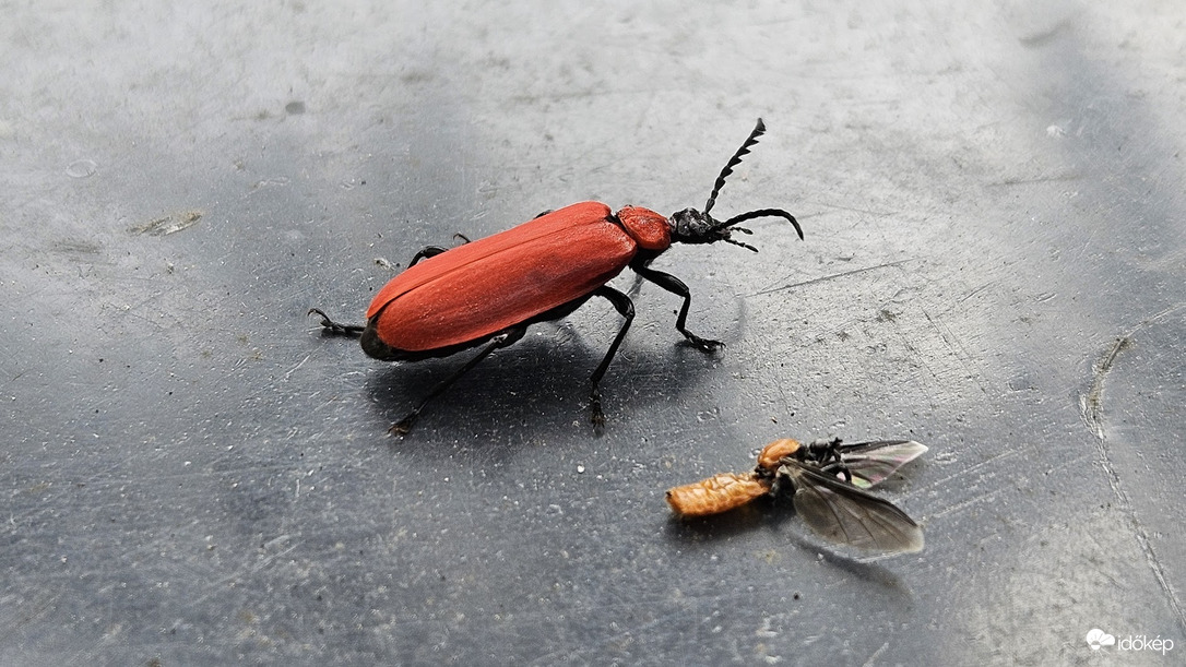 Pyrochroa coccinea, avagy a nagy bíborbogár.