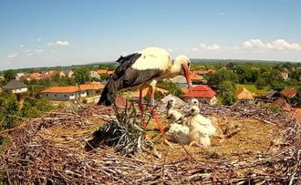5 fiókás gólyafészek 