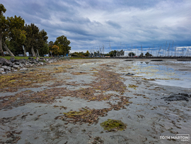 Balaton