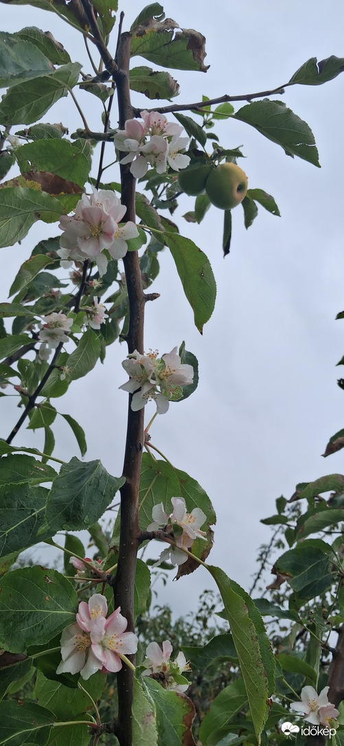 Virágzó almafa 