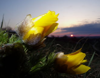 Tavaszi hérics napkelte idején