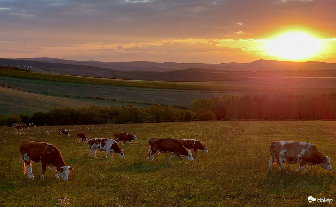 Szent Mihály napján