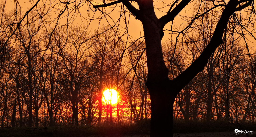 Napkelte a fák mögött