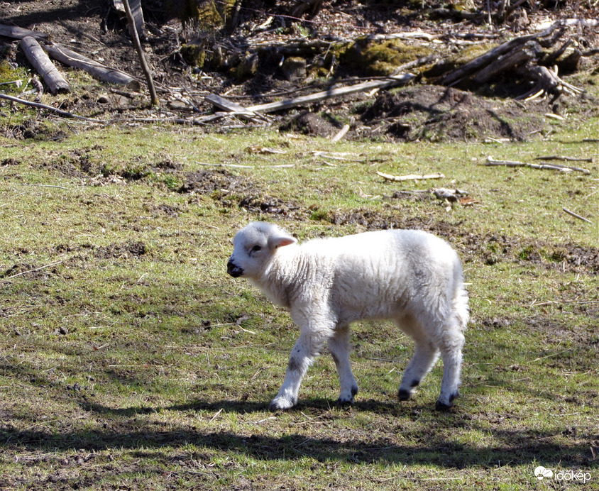 Áldott húsvéti ünnepeket kívánok! :)