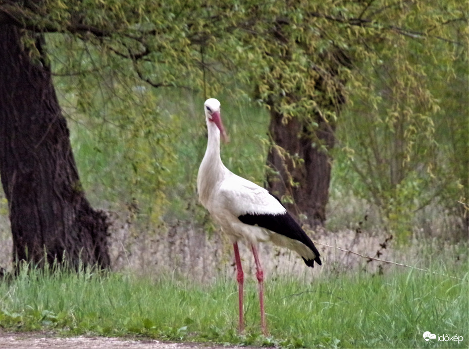 Gólya bácsi, gólya...