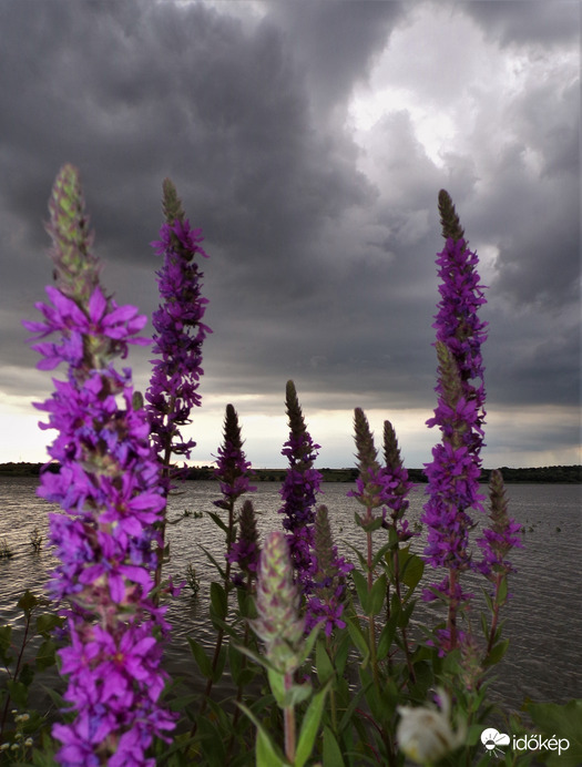 Réti füzény felhőkkel
