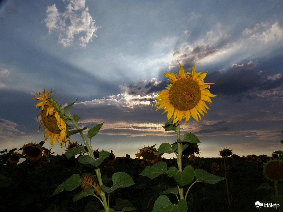 Naraforgók zivatar után 4.