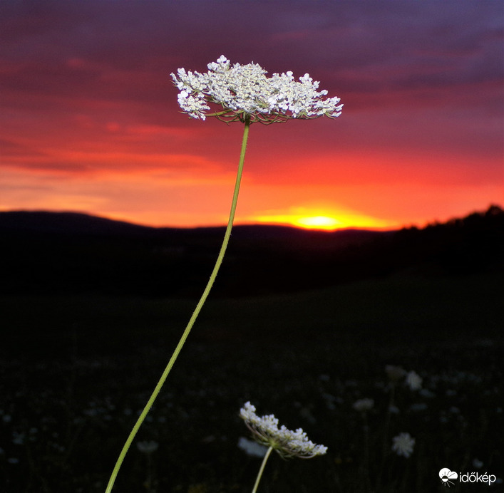 Napkelte vadmurokkal
