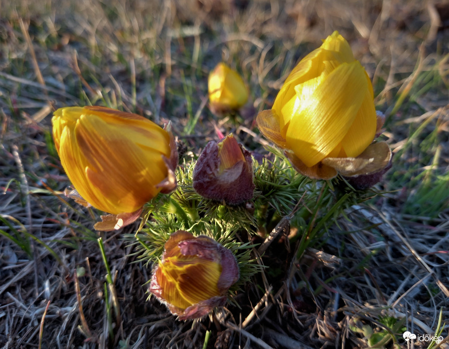 Nyiladozó tavaszi héricsek
