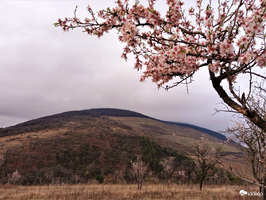 Eged, felhők, virágok