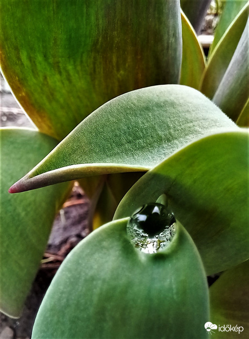 Vízgyöngy a tulipánlevélen