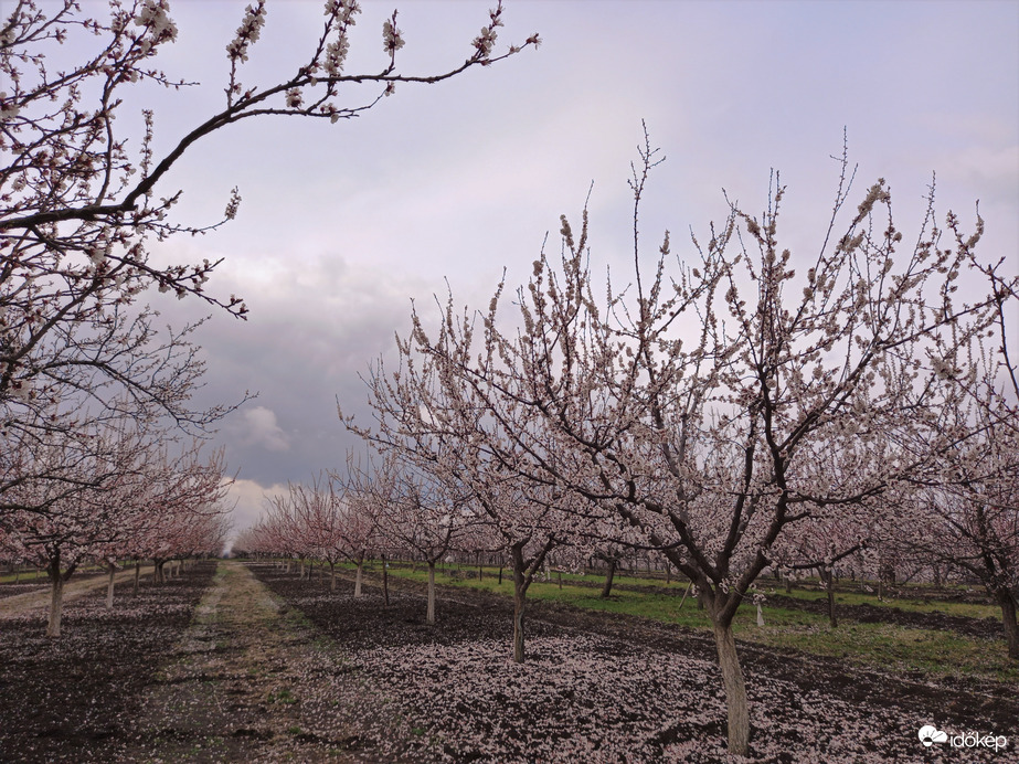 Barackvirágzás. Csak le ne fagyjanak!