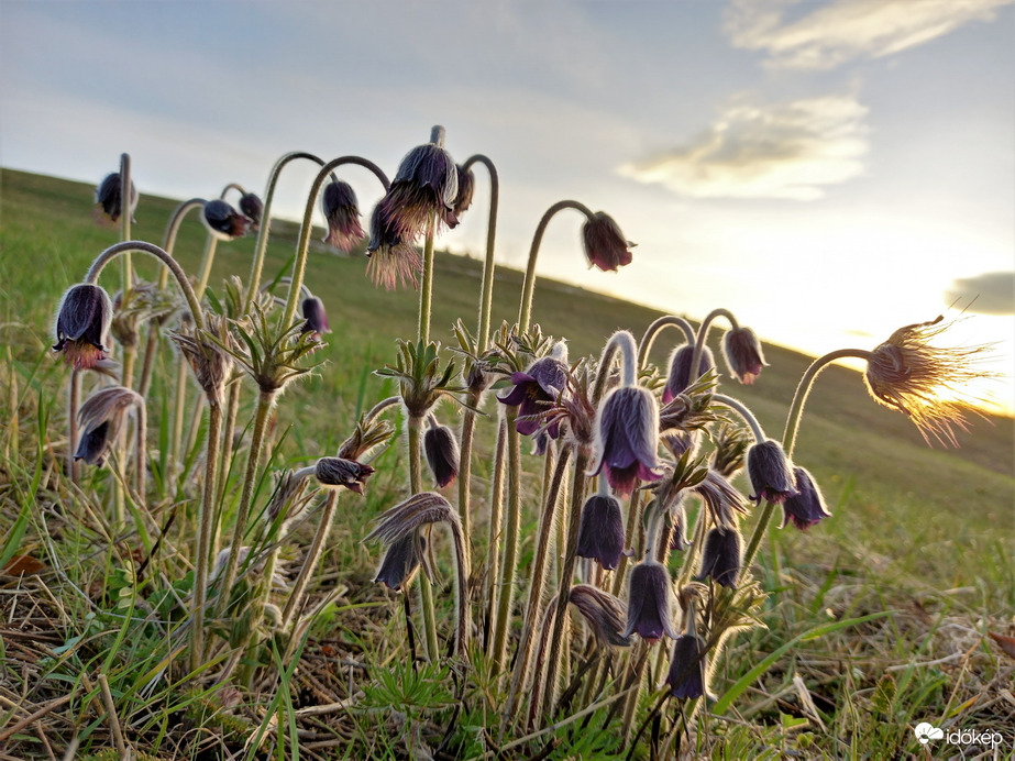 Fekete kökörcsinek reggel