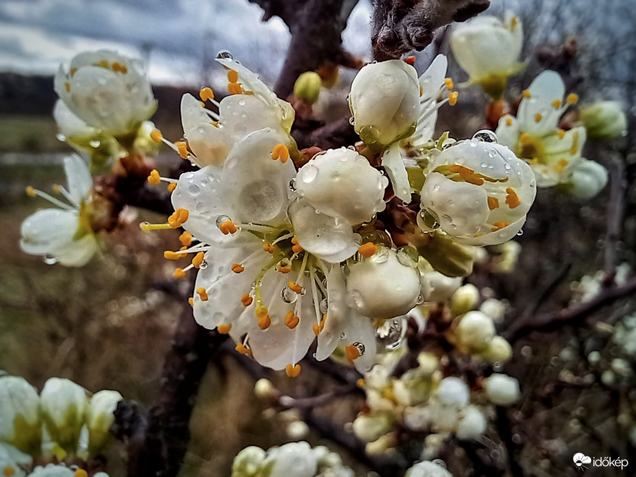 Kökényvirágok eső után