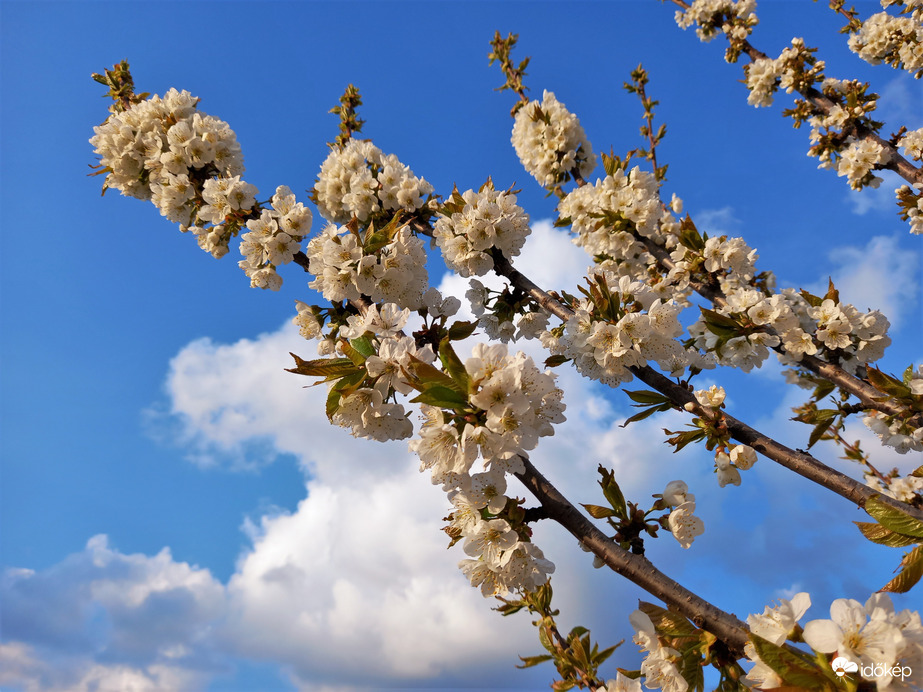 Cseresznyefa virágok