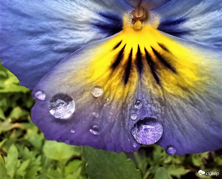 Esőcseppek az árvácskán