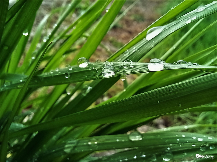 Tavaszi eső után