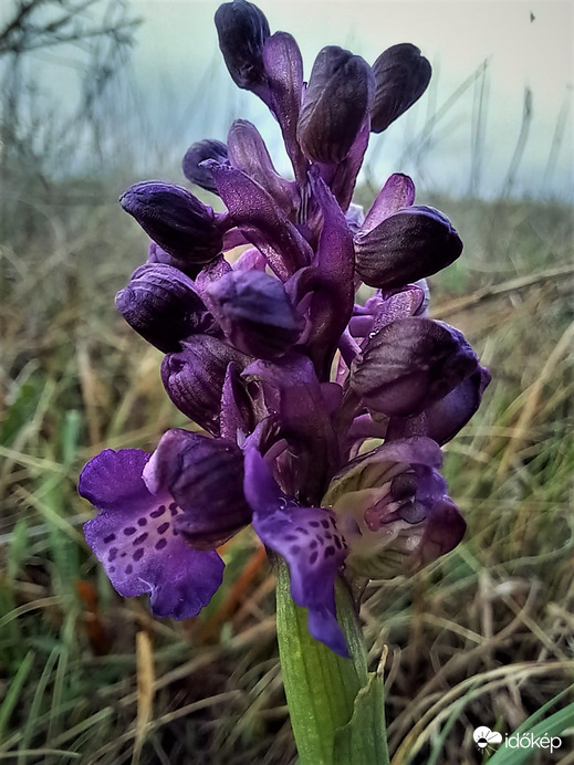 2022 Vadvirága: Az agárkosbor