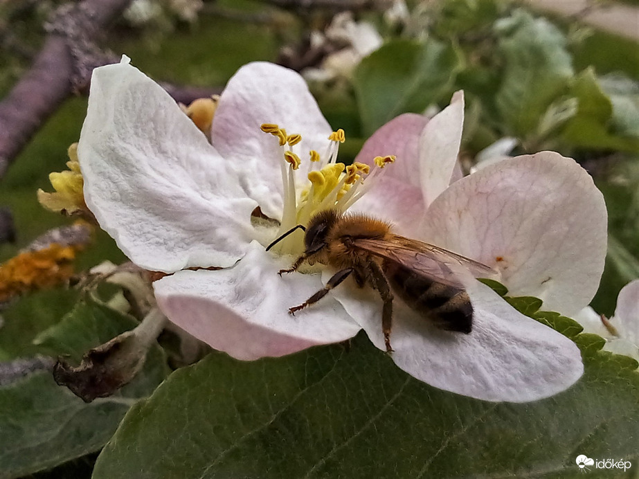 Pihenő az almafa virágon