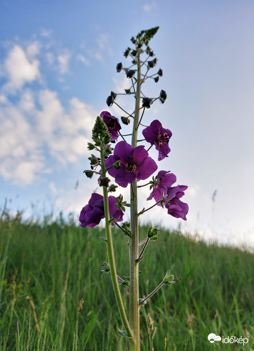 Lila ökörfarkkóró