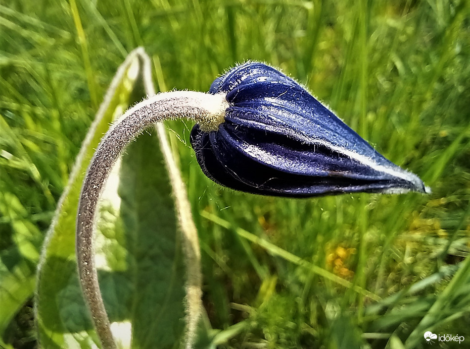 Réti iszalag bimbósan