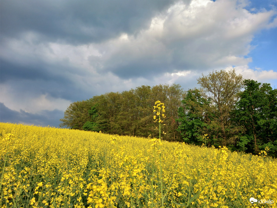 Felhők, repce és erdő :)