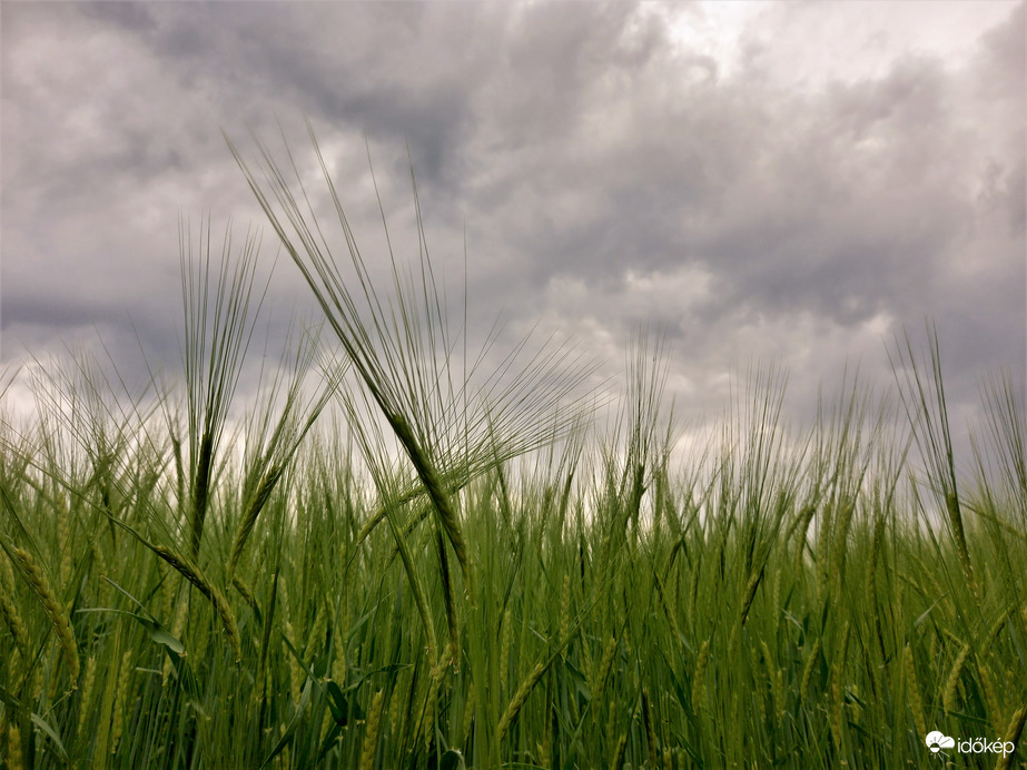 Gabonamező esőfelhőkkel