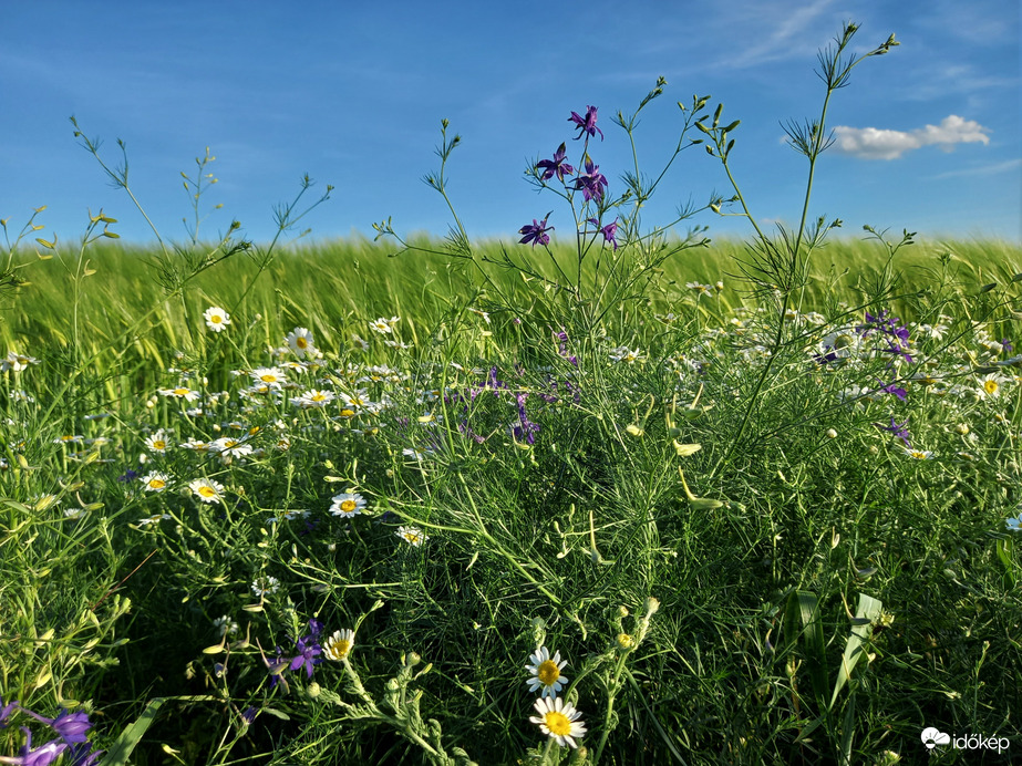 Kalászos és vadvirágok