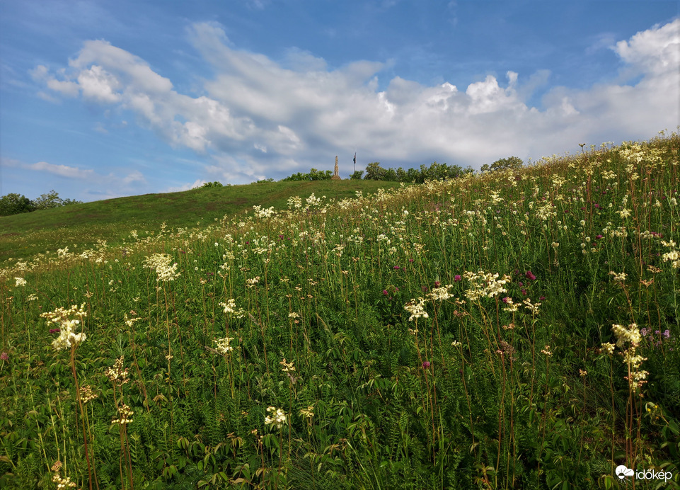 Koloncos legyezőfűvel teli domb