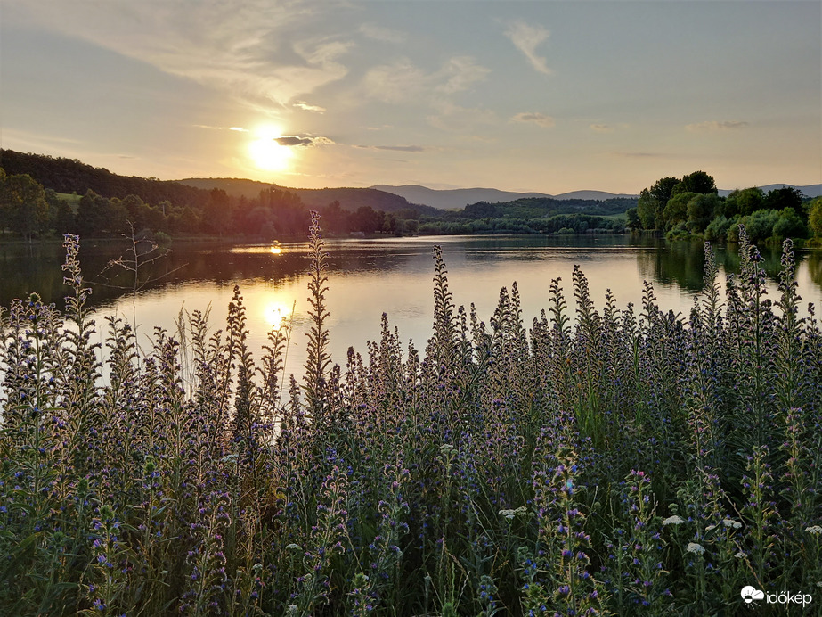 Tópart kígyószisz családdal
