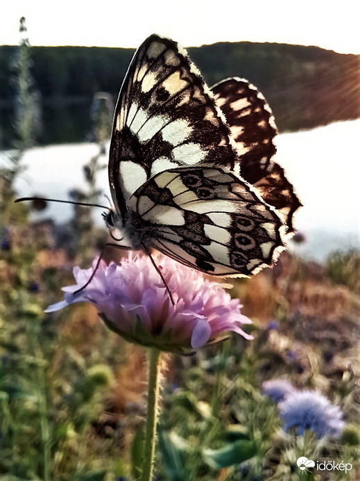 Mezei varfű lepkével
