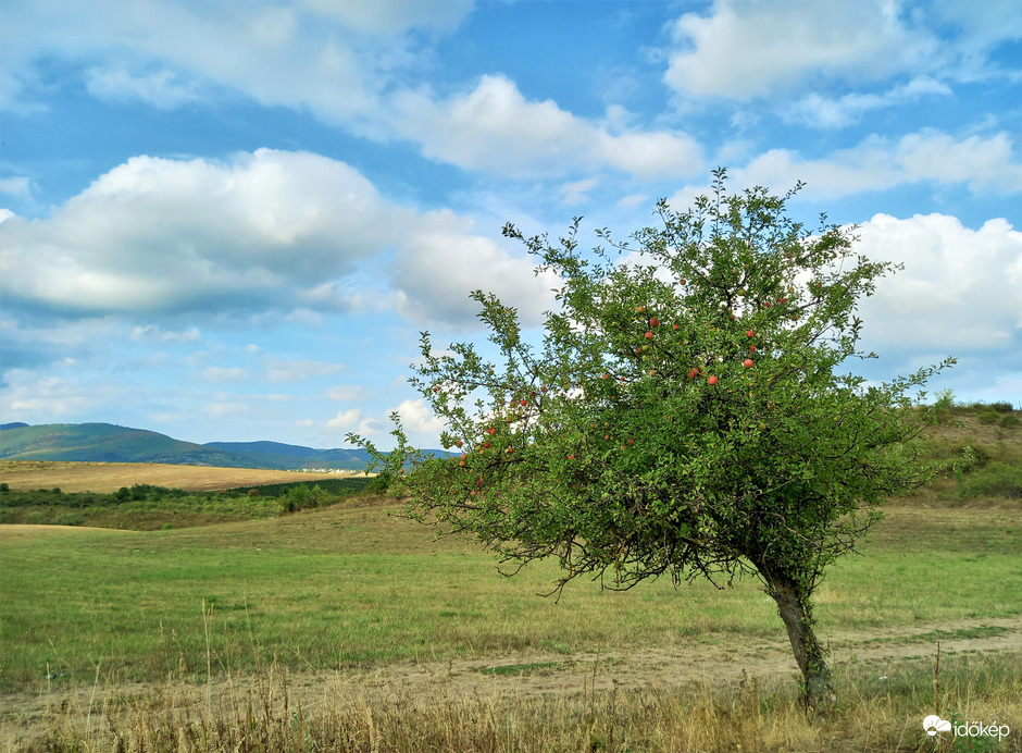 Szerintem CSODA, hogy ebben a szárazságban, ami a nyáron eddig volt (kivéve az utóbbi néhány napot), ez az útszéli kis almafa még él és termést is hozott!