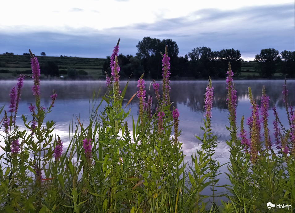Reggel réti füzényekkel