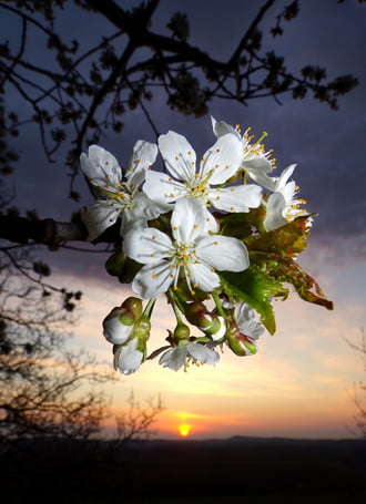 Cseresznye virágzás