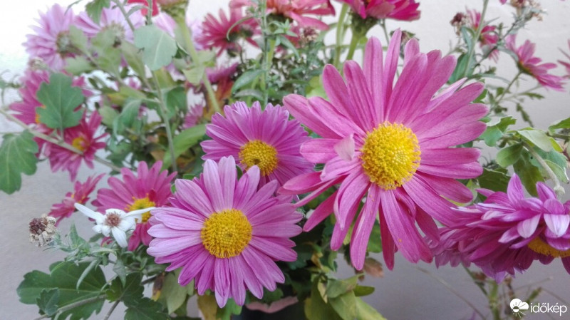 Budapest III.ker - Békásmegyer