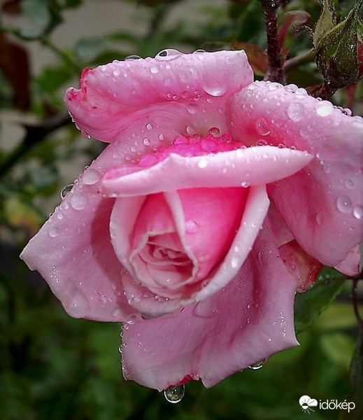 Reggel kis eső után .