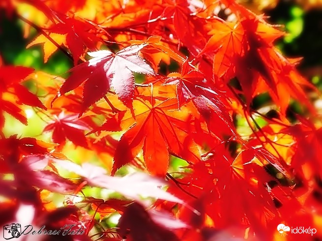 Szomszéd kerteje....