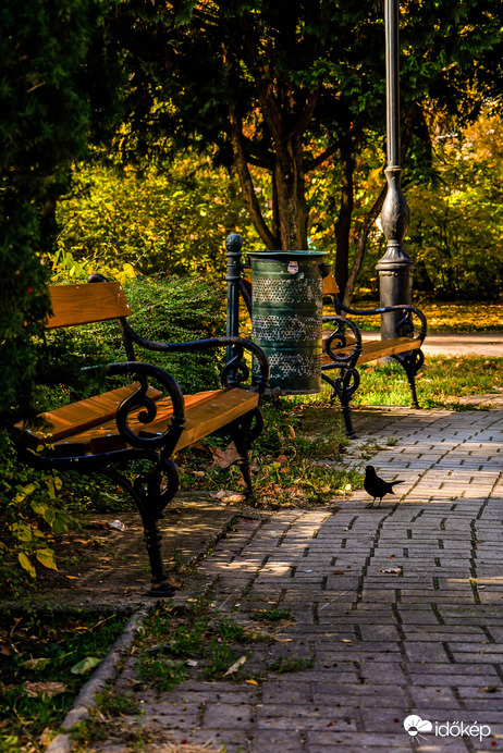 Őszi parkban nézelődő feketerigó