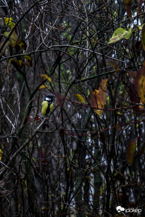Széncinege a bokorban
