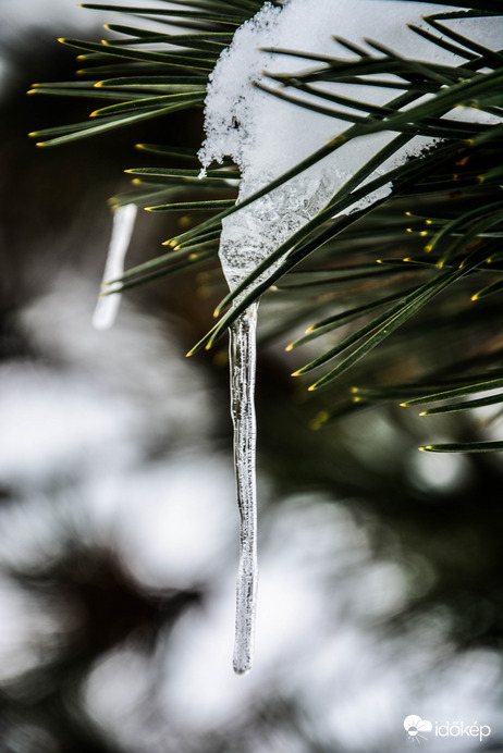 Fenyőről csorgó jégcsap