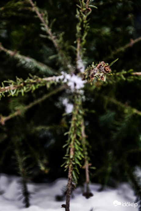 Száműzött karácsonyfa