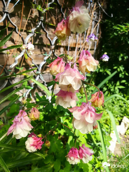 Tavaszt hírdető harangláb