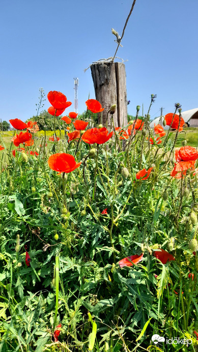 Észlelési fényképek