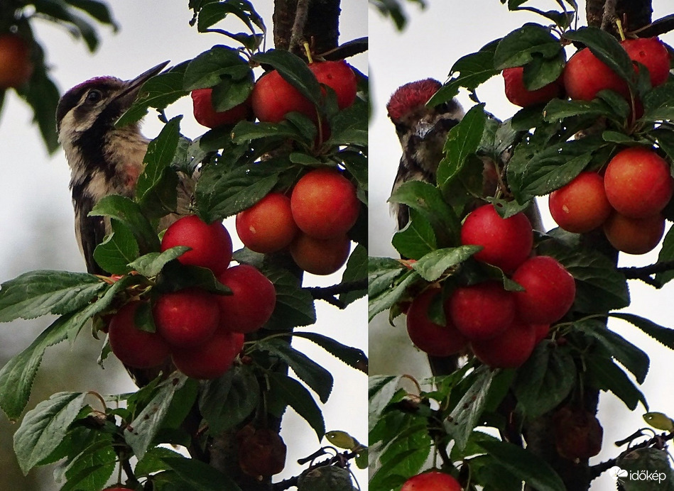 Visszajáró vendég 