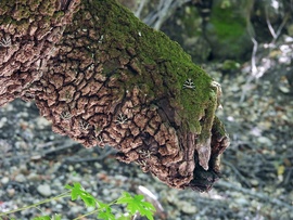 Pillangók völgye