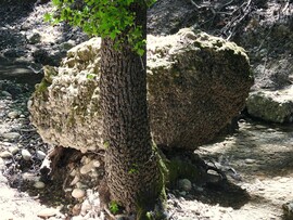 Pillangók völgye